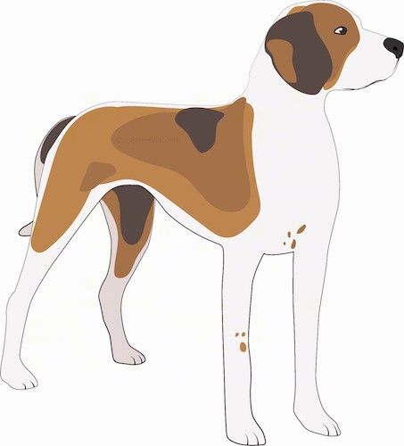 ภาพวาดของสุนัขหมาล่าเนื้อสีน้ำตาลสามสีสีน้ำตาลและสีขาวที่มีจมูกสีดำและดวงตาสีเข้มกำลังยืนมองไปข้างหน้า ขาของสุนัขมีสีขาวและมีลายสีน้ำตาลบางส่วนและหางจะยาวและอยู่ในระดับต่ำ