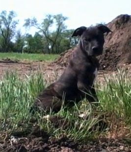 Bahagian kanan anak anjing hitam Pit Bull Terrier Amerika berwarna putih yang berdiri di seberang rumput liar dan ia melihat ke hadapan.