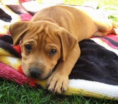 Tutup - Anak anjing Pit Bull Terrier hidung merah berbaring di seberang selimut dan ia melihat ke hadapan. Div