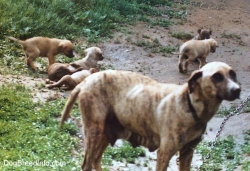 Seorang American Pit Bull Terrier dan sampah enam anak anjing bermain di lumpur