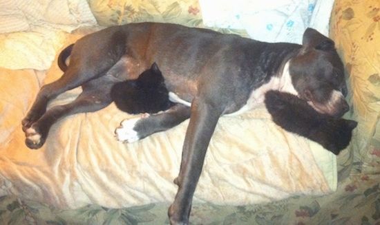 Pandangan atas dari sebelah kanan hitam dengan American Pit Bull Terrier putih yang sedang tidur di sofa dengan dua anak kucing di sekelilingnya.