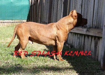Bahagian kanan American Pit Bull Terrier hidung merah yang menatap melalui pagar kayu. Perkataan - Red Splash Renner - dilapisi di bawahnya.