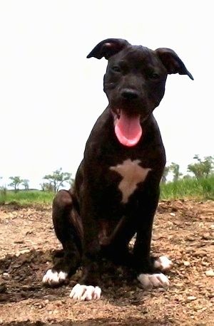 Anak anjing Pit Bull Terrier berwarna hitam dengan putih duduk di gundukan kotoran, ia memandang ke depan, mulutnya terbuka dan lidahnya menjulur.