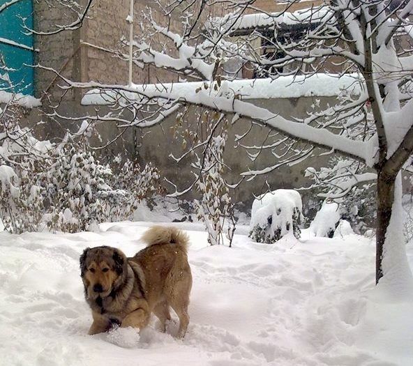 Paksu kattega musta armeenia Gampriga tan mängib sügaval lumel õues selle taga puu kõrval.