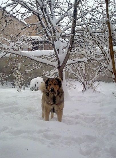 Musta armeenia Gampriga tan seisab sügavas lumes, ta ootab ettepoole ja selle taga on lumega kaetud puu.