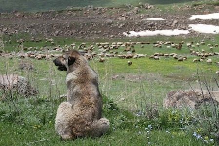 Pruunistunud Armeenia Gampri tagakülg, mis istub kaljuserval, vaatega lambakarjale ja vaatab vasakule.