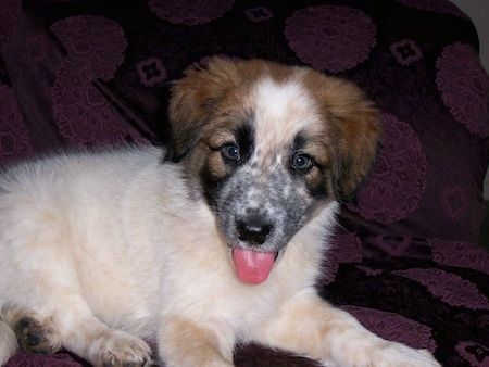بھوری اور سیاہ بارڈر ہیلر کے کتے کے ساتھ ایک سفید کے دائیں طرف جو ایک کمبل کے اس پار ہے جس کے منہ کھلے اور زبان باہر ہے۔