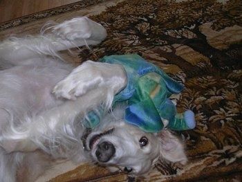 ฝันถึงบอร์โซอินอนหงายบนเตียงสุนัขพิงกระท่อมที่มีอุ้งเท้ากลางอากาศ