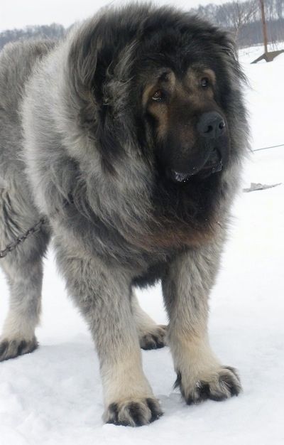 Vastelin Anjing Gembala Kaukasia berdiri di salji dan melihat ke kanan