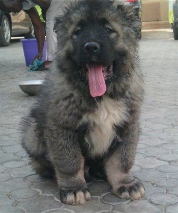 Kamaz anak anjing Ovtcharka Asia Tengah duduk di luar dengan mulut terbuka dan lidah keluar. Terdapat seseorang di latar belakang mencuci kaki