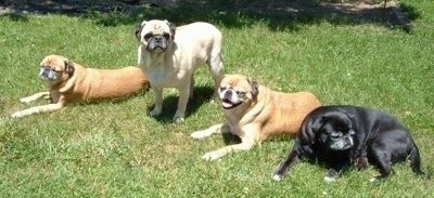 Fire hunde stilede i træk udenfor i græs, tre japugs lægger sig og en solbrun mops står op