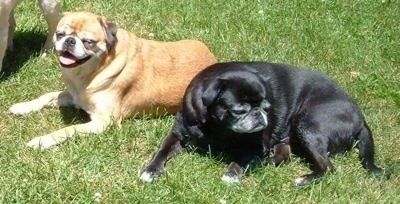 Dva psa, crni Japug i preplanuli Japug leže u travi