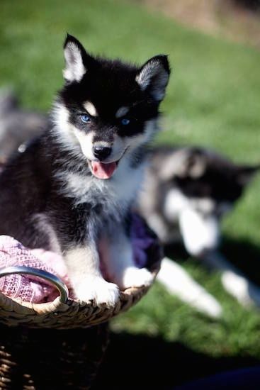 Uždaras vaizdas iš šono - laimingas, perkeltas ausis, ryškiai mėlynos akys, juodas su baltu Pomsky šuniukas sėdi pintinėje. Fone yra haskis, gulintis žiūrėdamas į žolę.