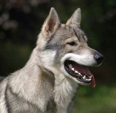 Sprednja desna stran sivega, črno-belega psa Tamaskan, ki stoji zunaj, gleda naprej, usta je odprta in jezik visi. Ima majhna ušesa in črn nos. Pes je videti kot volk.