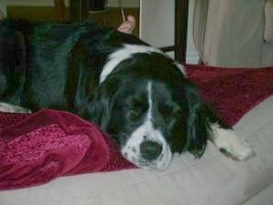 Abby Doodle no Bordernese guļ uz sarkanbrūna segas uz suņu gultas