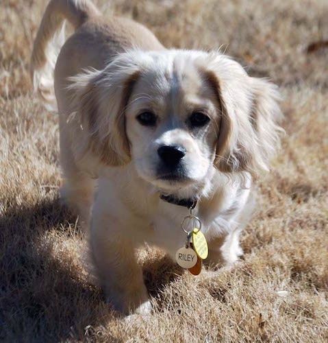 Rjavi koker španjel / pekineški pes pasme pasme, ki kasa po rjavi travi, na ovratniku mu visi več pasjih oznak