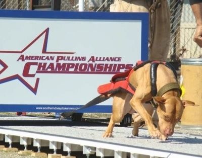 Pruunikas Ameerika Pit Bull Terjer on kinnitatud rakmetele, mis tõmbavad suurt raskust. Kaalu kohta öeldakse - American Pulling Alliance Championships