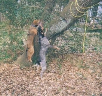 Du medžiokliniai šunys, įdegęs ir juodas bei mėlynas pažymėtas šuo, šokinėja medžio šone, kad gautų meškėną.