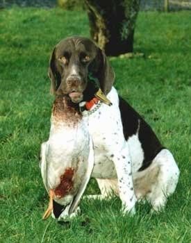 Vista frontal - um cão de galinha velho dinamarquês branco e marrom está sentado na grama, olhando para a frente. É ele segurando um pato morto em sua boca pelo pescoço. Tem um padrão de cor tiquetaque nas pernas.
