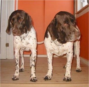 Pogled sprijeda - Dva bijela sa smeđim starim danskim pilećim psima stoje na podu od tvrdog drva i gledaju dolje. Iza njih je narančasti zid.