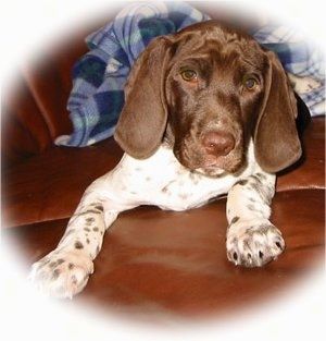 Baltas su rudu seno Danijos viščiuko šuniuku laukia ant rudos odos sofos. Už jo yra mėlynos ir baltos spalvos languoti marškiniai. Šuniukas turi raukšlėtą kaktą ir rudas dėmes ant baltų kojų ir letenų.