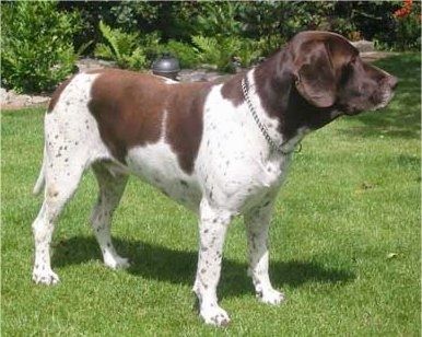 Правый профиль - бело-коричневая старая датская курица-собака стоит в траве и смотрит вправо.