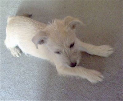Поглед с врха на пса - Стражњи део препланулог кола са белим псом Пом-А-Наузе положен је на препланули тепих гледајући с његове десне стране.
