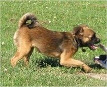 Chussel Dolly som en hvalp leger udenfor med en anden hund, der er på ryggen og patter på hende