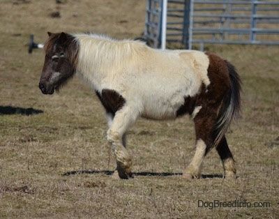 Sivunäkymä - Valkoinen ja ruskea poni kävelee pellon poikki vasemmalle katsellen.