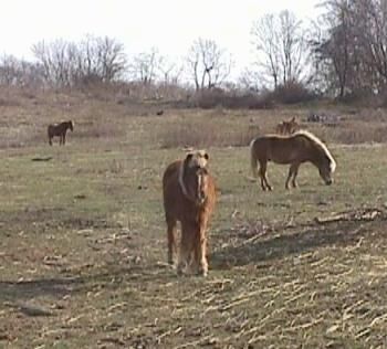 Ruskea ja valkoinen Pony vaaleat hiukset seisoo ruoho ja se odottaa. Taustalla on kolme muuta ponia.
