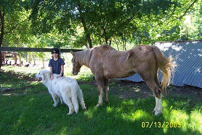 Rusketuksen takaosa valkoisella ponilla. Poni katsoo alaspäin taaksepäin hattua tyttöä. Tytön edessä on suuri Pyreneiden koira.
