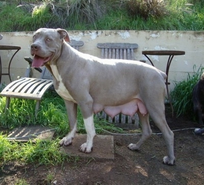 Ein schwangeres Grau mit weißem Lakota Mastino-Hund steht im Dreck und auf einem Betonblock. Es