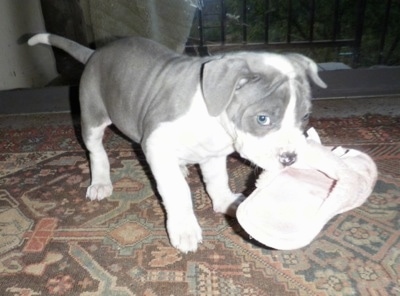Un cucciolo di Lakota Mastino grigio con bianco sta masticando una pantofola rosa all