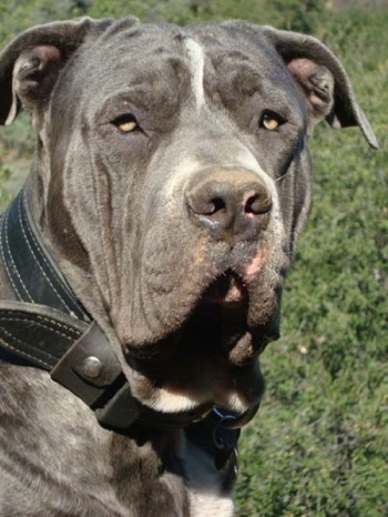 Nahaufnahme Kopfschuss - Ein grauer Hund mit weißem Lakota Mastino trägt ein dickes schwarzes Lederhalsband, das nach rechts schaut