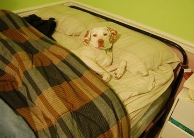 Nahaufnahme - Ein weiß mit rotem Zeigerhund trägt ein hellgrünes Halsband, das auf dem Rücksitz eines Fahrzeugs sitzt und nach unten und links schaut.