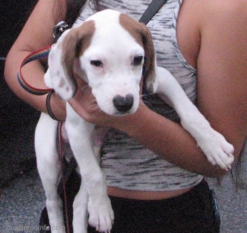 Biało-brązowy szczeniak Beagle Pit jest trzymany w ramionach pani w szarym podkoszulku. Szczeniak nie może się doczekać.