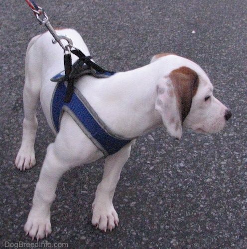 Przednia prawa strona białego i brązowego szczeniaka rasy Beagle Pit stoi na asfalcie twarzą do przodu, ale jego głowa jest zwrócona w prawo. Ma tykające plamy na uszach.