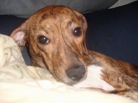 Nærbilde - Venstre side av en brindle Beagle Pit som legger seg på et teppe, mot En brun med hvit baksiden av en sofa.