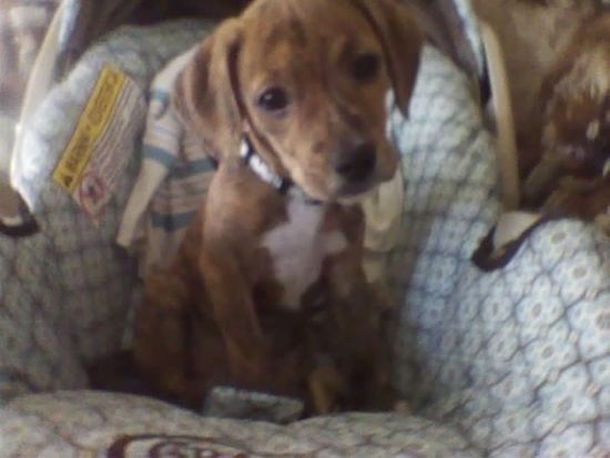 En brun med hvid Beagle Pit sidder ned i en baby