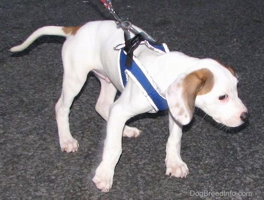 Передняя правая сторона белого с коричневым короткошерстным, длинноухим щенком Beagle Pit, одетого в синюю шлейку, тянется вперед на поводке.