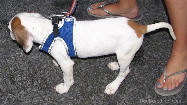 Ľavá strana bieleho s hnedým šteniatkom Beagle Pit, ktoré má na sebe modrý postroj. Stojí za tým človek.