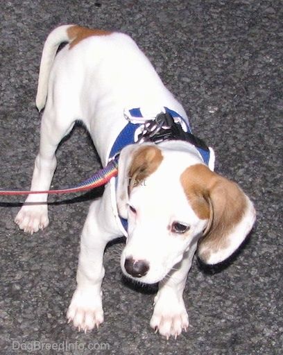 Белый с коричневым щенком Beagle Pit одет в синюю шлейку и радужный поводок, он стоит на асфальте и смотрит налево.