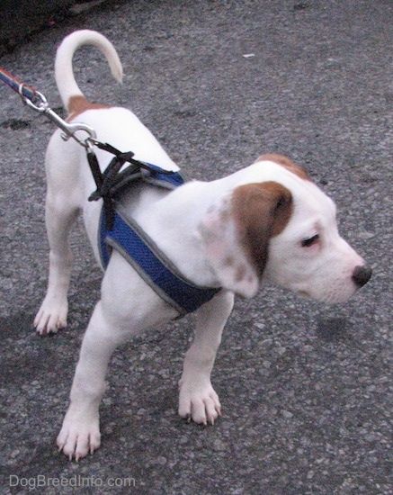 Priekinė dešinė baltos su rudos spalvos „Beagle Pit“ šuniuko, stovinčio ant juodos dangos paviršiaus, pusė, traukianti pavadėlio laikiklį dešinės pusės link.