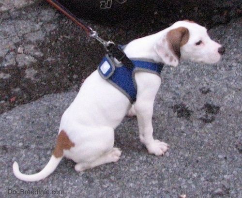 Zadná strana bieleho s hnedým šteniatkom Beagle Pit, ktoré má na sebe modrý úväzok, čuchá k vzduchu a pozerá sa doľava.