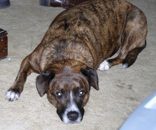 Den venstre venstre siden av en brindle Beagle Pit som legger seg på et teppe, ved siden av en kommode.