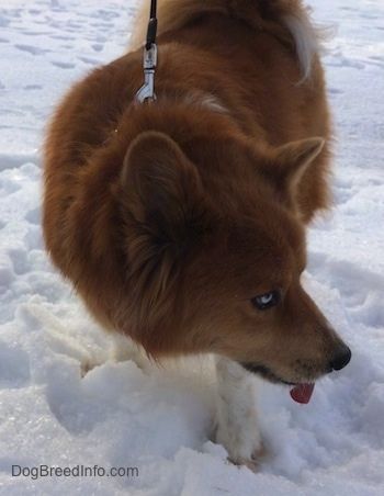 Yukon the Chusky sta camminando sulla neve con la lingua fuori guardando a destra