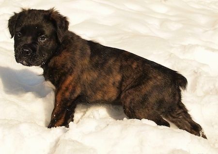 Een klein gestroomd zwart en bruin Mammut Bulldog-puppy loopt door sneeuw en kijkt naar links van zijn lichaam.