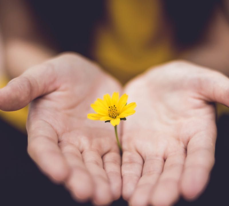 पीले फूल को पकड़े हुए हाथ