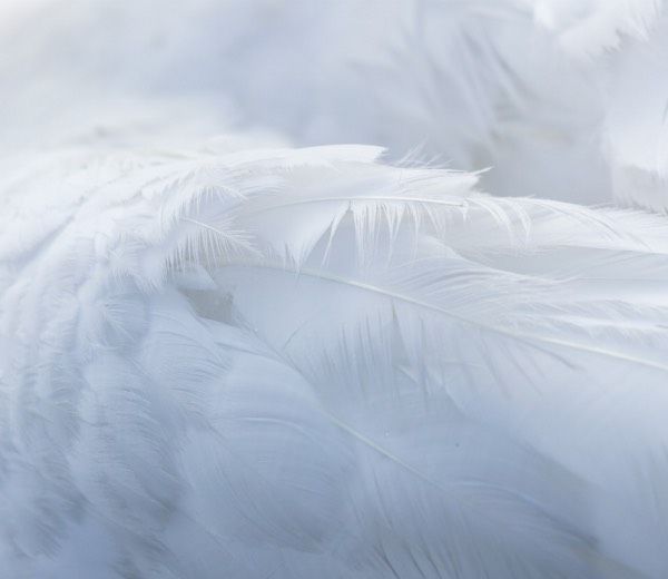 Baltos angelo sparno plunksnos