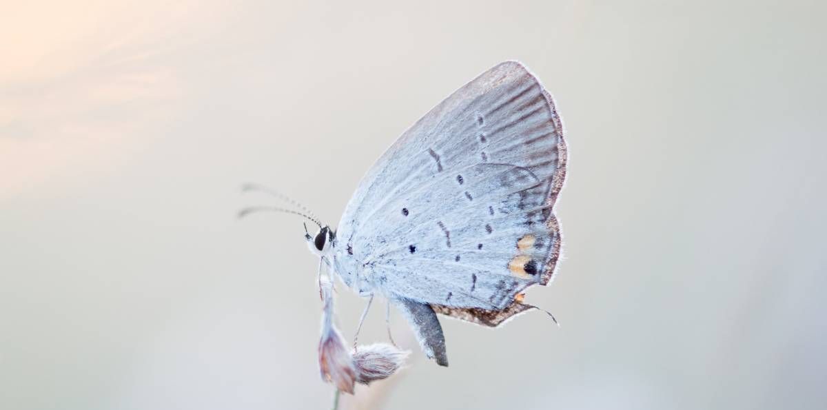 Λευκή πεταλούδα